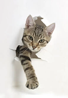 Images Dated 19th July 2012: Tabby kitten, Stanley, 4 months old, breaking through paper