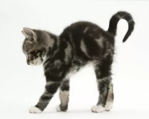 Images Dated 8th July 2010: Tabby kitten stretching with arched back