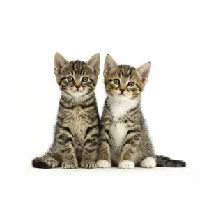 Images Dated 5th August 2015: Two tabby kittens, age 6 weeks