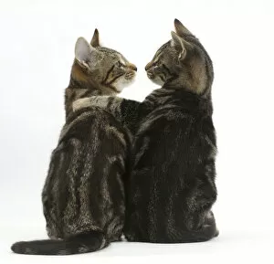 Instagram - Love Gallery: Tabby kittens, Picasso and Smudge, with paws on each others shoulders