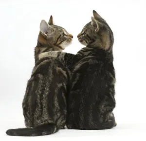 Tabby kittens, Picasso and Smudge, with paws on each others shoulders Tabby kittens, Picasso and Smudge, with paws on each others shoulders