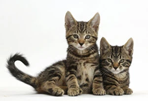 Friendship Collection: Two tabby kittens, Smudge and Picasso, age 9 weeks