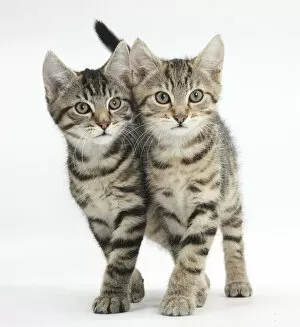 Images Dated 13th June 2012: Tabby kittens, Stanley and Fosset, 12 weeks, walking together in unison