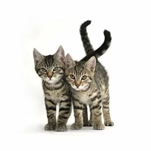 Animal Marking Gallery: Tabby kittens, Stanley and Fosset, 12 weeks old, walking together