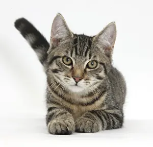 Images Dated 18th July 2012: Tabby male kitten, Fosset, 4 months old, lying with his head up