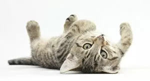 Images Dated 13th June 2012: Tabby male kitten, Stanley, 12 weeks, rolling playfully on his back
