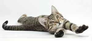 Tabby male kitten, Stanley, 4 months old, lying and stretching out