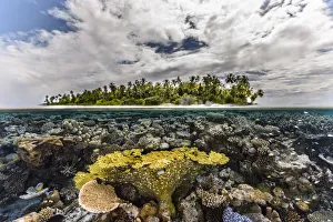 Table coral reef in shallow waters, Gaafu Alifu Atoll, Maldives, Indian Ocean Table coral reef in shallow waters, Gaafu Alifu Atoll, Maldives, Indian Ocean