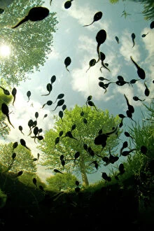 Moving Gallery: Tadpoles of the Common toad (Bufo bufo) swimming seen from below, Belgium, June