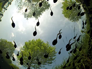 Amphibia Prints: Tadpoles of the Common toad (Bufo bufo) swimming seen from below, Belgium, June