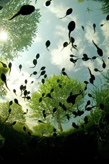 Amphibia Prints: Tadpoles of the Common toad (Bufo bufo) swimming seen from below, Belgium, June