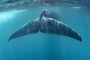 Tail of Blue whale (Balaenoptera musculus brevicauda). This may be the pygmy sub-species