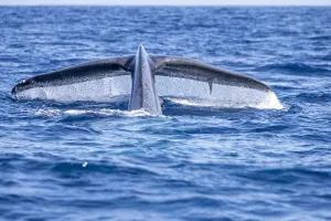 Balaenoptera Sulfurous Prints: Tail of Blue whale diving (Balaenoptera musculus brevicauda