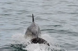 Delphinidae Prints: Tail of Bottlenose Dolphin (Tursiops truncatus) out of water as it breaches