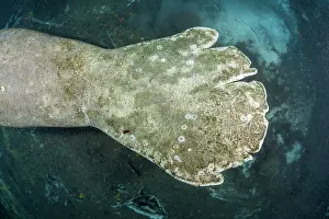 Environmental Issues Prints: Tail of Florida manatee (Trichechus manatus latirostris) with healed wounds from boat propellers