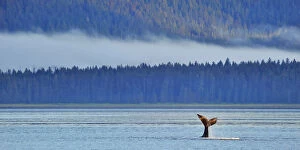 Majestic Collection: Tail fluke of a diving Humpback whale (Megaptera novaeangliae) misty coast in background