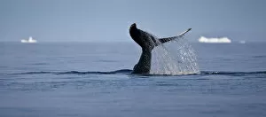 Tail fluke of a diving Humpback whale (Megaptera novaeangliae) Disko Bay, Greenland