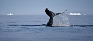 Spray Prints: Tail fluke of a diving Humpback whale (Megaptera novaeangliae) Disko Bay, Greenland