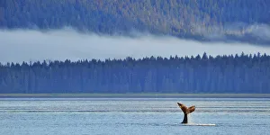 Tail fluke of a diving Humpback whale (Megaptera novaeangliae) misty coast in background