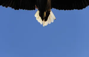 Detail Prints: Tail of a flying White tailed sea eagle (Haliaeetus albicilla) Flatanger, Nord Trndelag