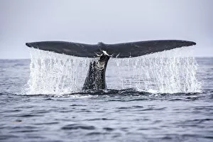 Images Dated 21st April 2020: Tail of a North Atlantic right whale (Eubalaena glacialis) as it dives