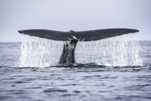 Tail of a North Atlantic right whale (Eubalaena glacialis) as it dives