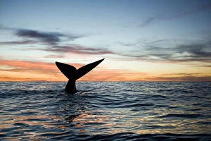 At Home in the Wild Gallery: Tail of Southern right whale (Eubalaena australis) at sunset, Golfo Nuevo, Peninsula Valdes