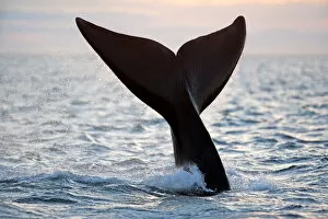 Tail of Southern right whale (Eubalaena australis) Golfo Nuevo, Peninsula Valdes