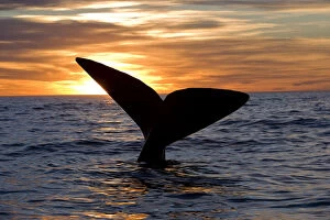 Whales Collection: Tail of Southern right whale (Eubalaena australis) at sunset, Golfo Nuevo, Peninsula Valdes