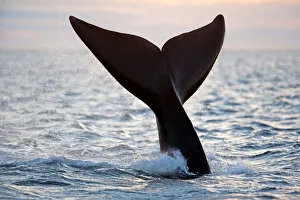 Part Of Prints: Tail of Southern right whale (Eubalaena australis) Golfo Nuevo, Peninsula Valdes