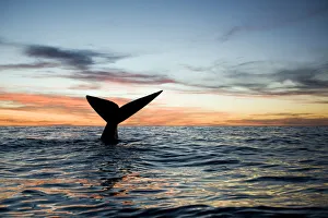 Tail of Southern right whale (Eubalaena australis) at sunset, Golfo Nuevo, Peninsula Valdes
