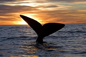 Silhouettes Prints: Tail of Southern right whale (Eubalaena australis) at sunset