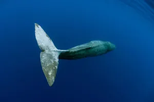 Uncatalogued Prints: tail detail of Sperm Whale (Physeter macrocephalus) Pico Island, Azores, Portugal