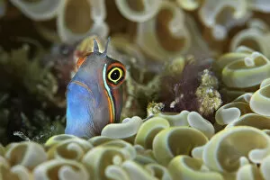 Tail-spot blenny (Ecsenius stigmatura) peering out from amongst the coral, Triton Bay, West Papua, Indonesia