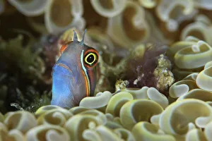 Tail-spot blenny (Ecsenius stigmatura) peering out from amongst the coral, Triton Bay, West Papua, Indonesia, Pacific Ocean
