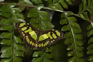 Images Dated 18th March 2013: Tailed jay butterfly (Graphium agamemnon) captive, occurs in Asia