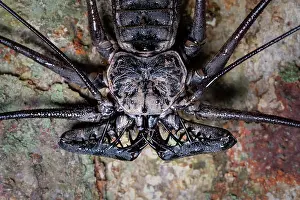 Colombia Prints: Tailess whip scorpion (Amblypygi) portrait, Las Piedras, Madre de dios, Peru