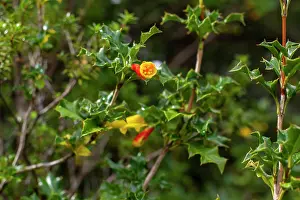 Chile Prints: Taique bush (Desfontainia spinosa) in flower, Quelat National Park, Patagonia, Chile