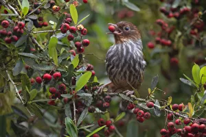 Taiwan Bar-wing (Actinodura morrisoniana) an endemic species