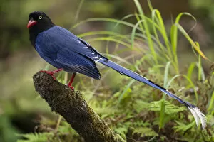 March 2021 Highlights Gallery: Taiwan Blue Magpie, (Urocissa caerulea) endemic species, Taipei city park, Taiwan