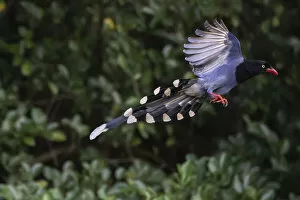 March 2021 Highlights Gallery: Taiwan blue magpie, (Urocissa caerulea) flying, in Taipeh, Taiwan, endemic species