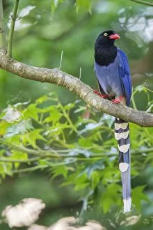 March 2021 Highlights Collection: Taiwan blue magpie, (Urocissa caerulea), in Taipeh, Taiwan, endemic species