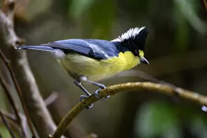 2021 February Highlights Collection: Taiwan yellow tit ( Machlolophus holsti ) Lalashan National Forest Reserve, Taiwan