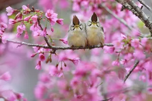 Taiwan yuhina (Yuhina brunneiceps) pair perched amongst pink blossom, Alishan National Scenic Area, Taiwan. Endemic species