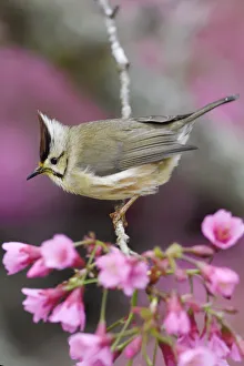 Taiwan yuhina (Yuhina brunneiceps) perched amongst pink blossom
