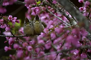 Images Dated 22nd January 2021: Taiwan yuhinas ( Yuhina brunneiceps ) two perched among flowers, Taiwan. Endemic