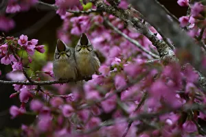 Nationalist Republic Of China Prints: Taiwan yuhinas ( Yuhina brunneiceps ) two perched among flowers, Taiwan. Endemic