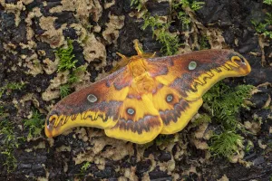 Taiwanese squeaking silkmoth (Rhodinia verecunda) controlled conditions