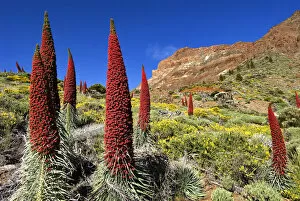 Images Dated 1st June 2021: Tajinaste rojo (Echium wildpretii), Teide National Park, UNESCO World Heritage Site