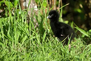 Swamphen Prints: Takahe (Porphyrio hochstetteri) chick standing in grass